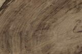 Polished Oligocene Petrified Wood (Pinus) - Australia #212476-1